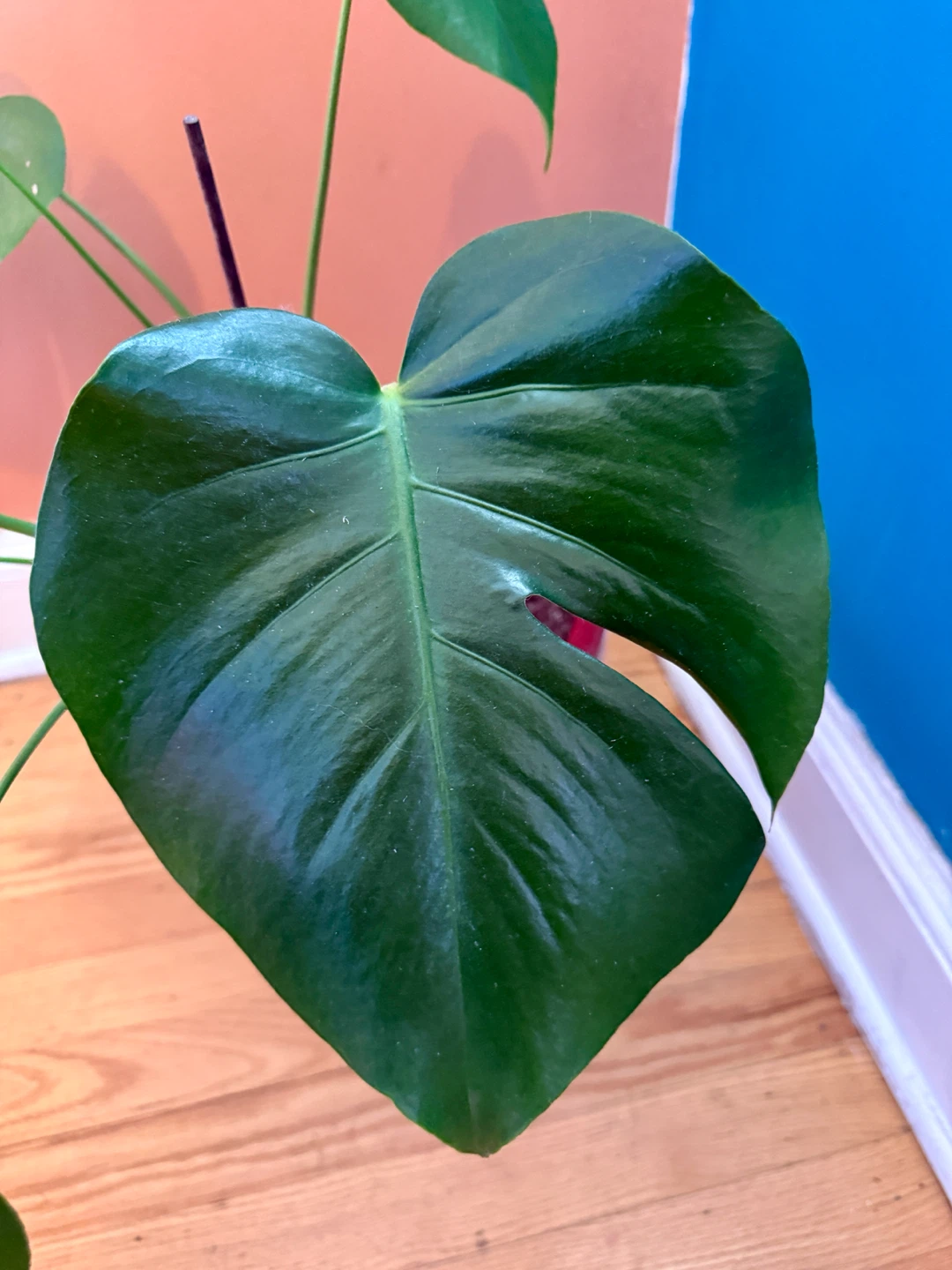 Monstera Plant in Red Pot - photo 3