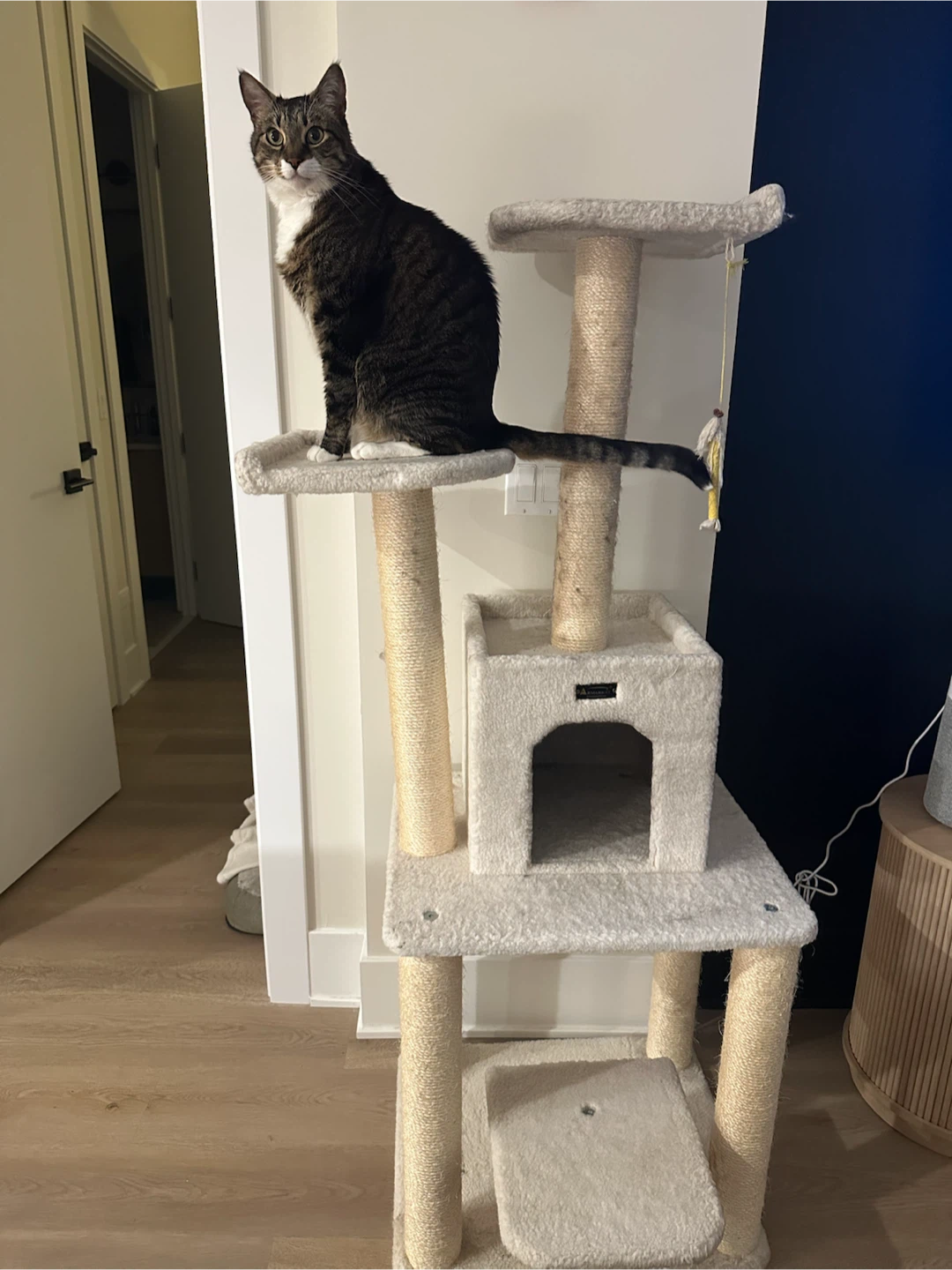 Cat Tree