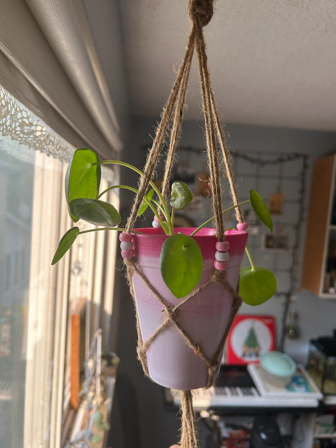 Pilea Plant with Pot