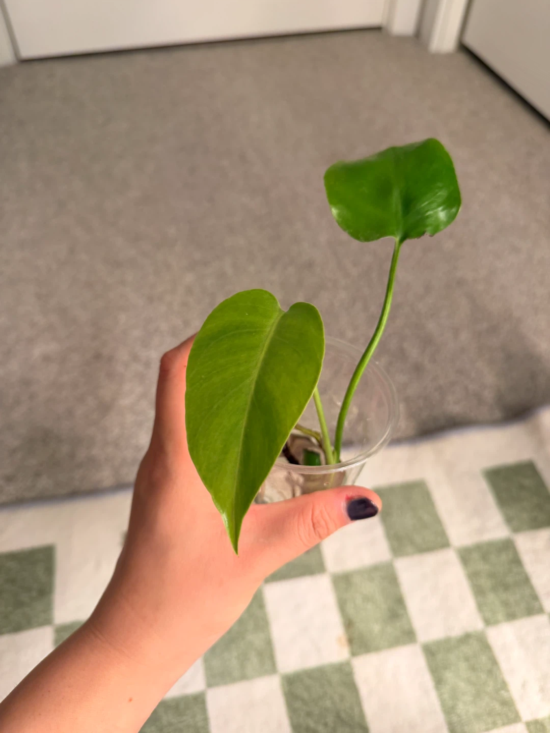 Mini Monstera Plant