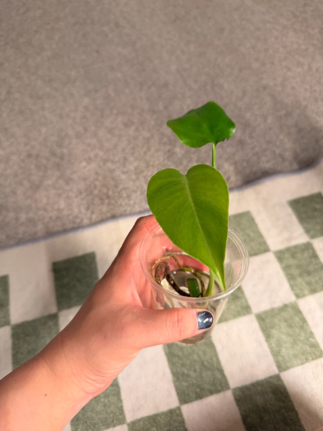 Mini Monstera Plant - photo 2