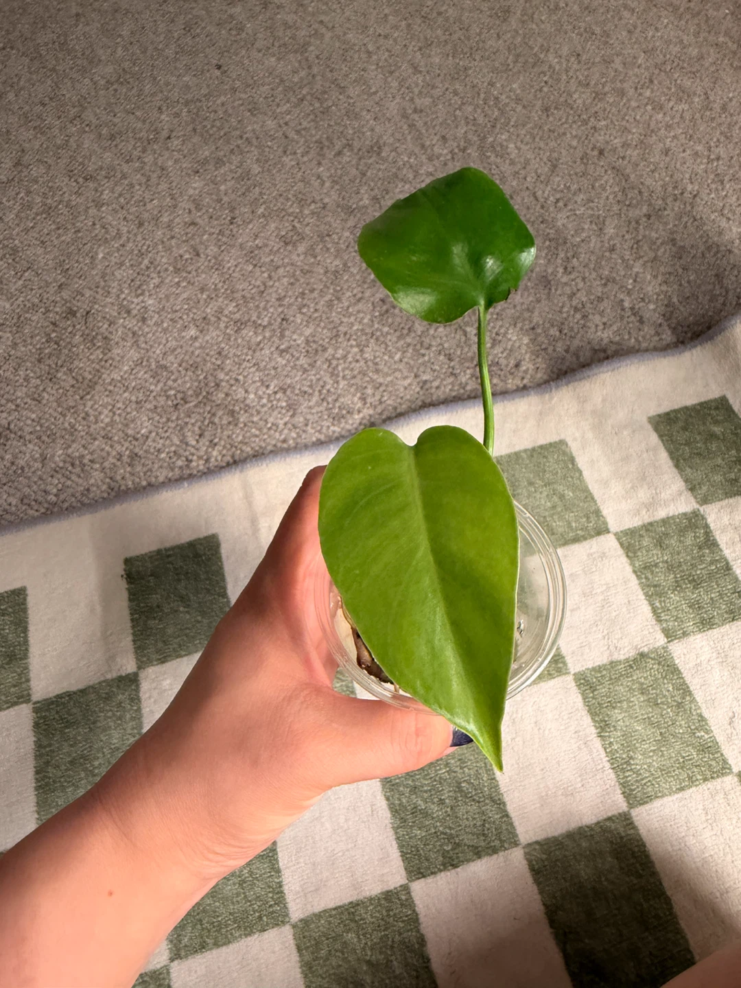 Mini Monstera Plant - photo 3