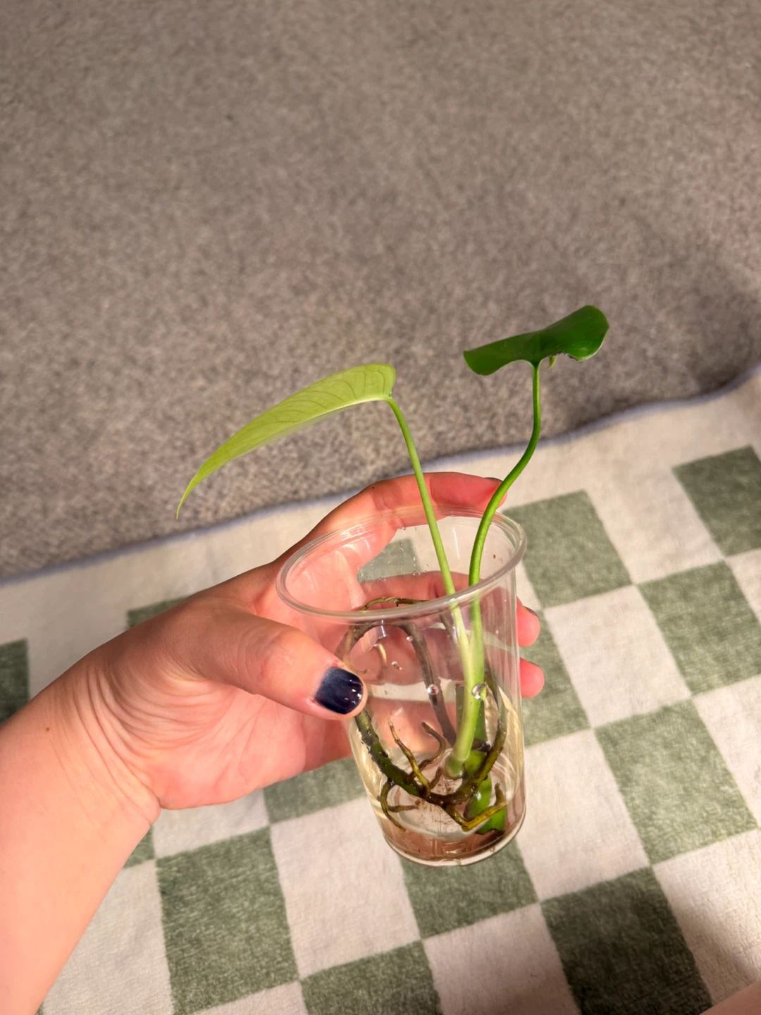 Mini Monstera Plant - photo 4