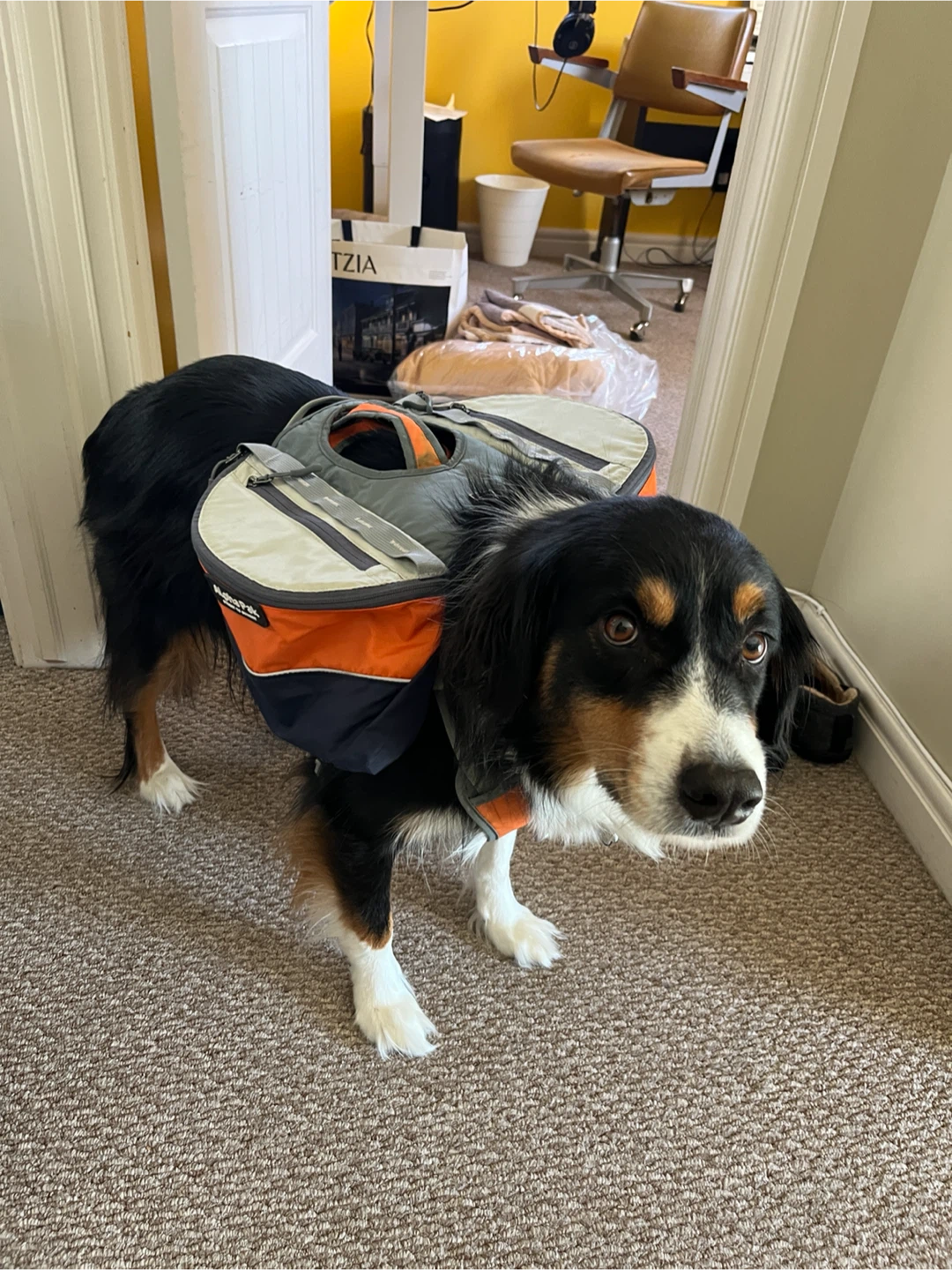 Alpha Pak 2-Piece Dog Pack (Harness + Backpack)