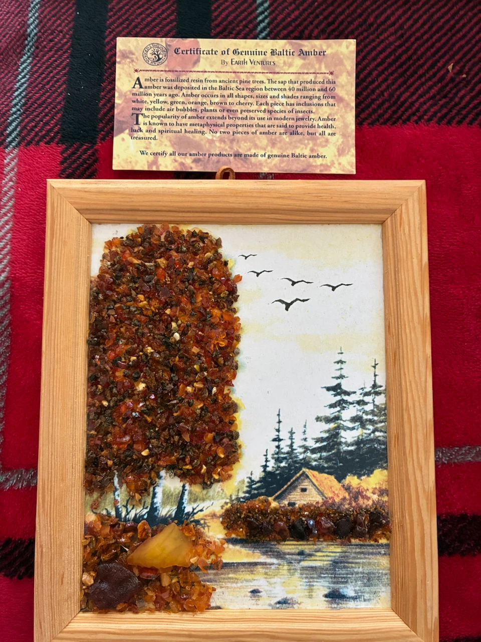 Earth Ventures Framed Baltic Amber Art