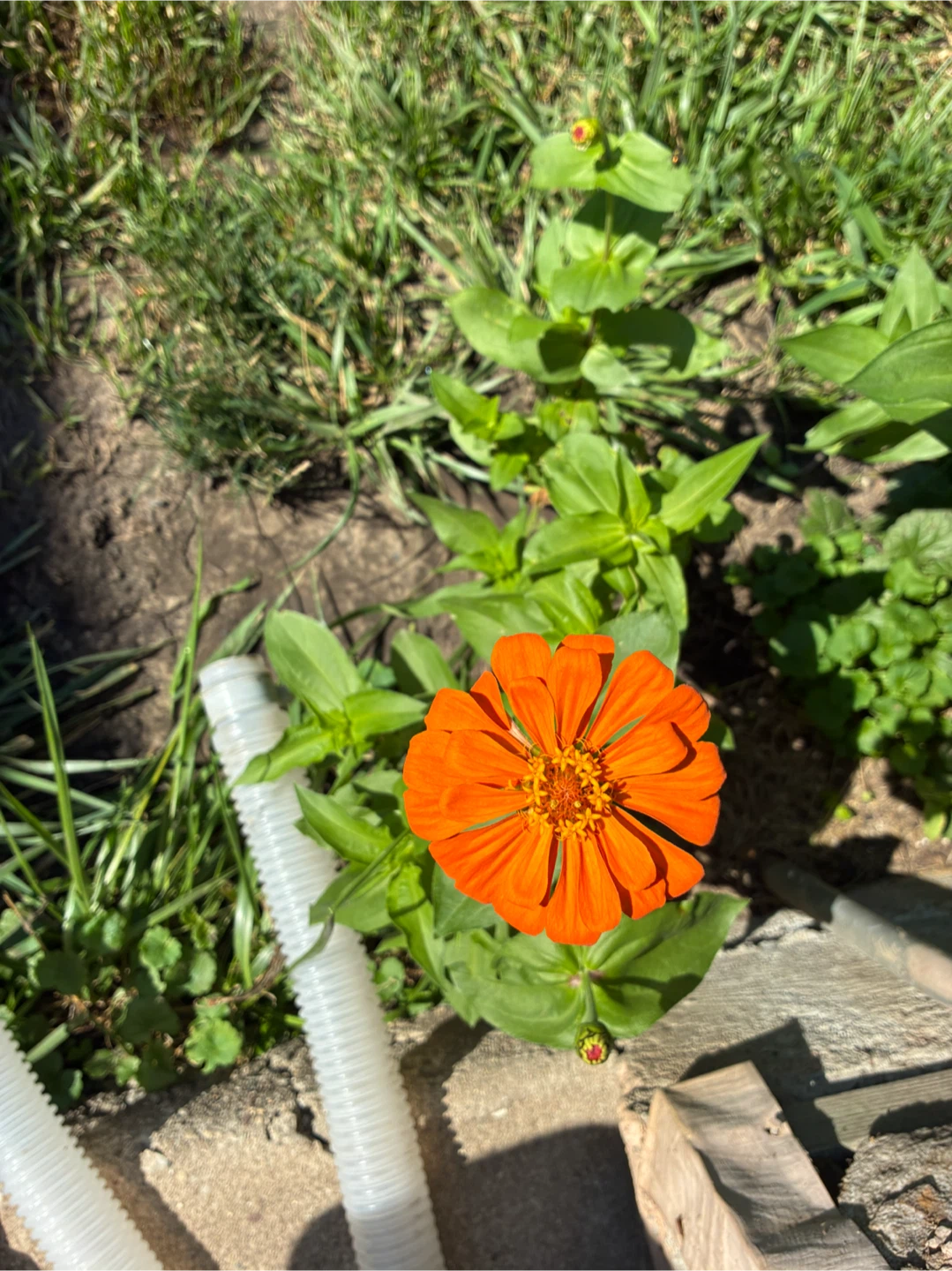 Pink and Orange Zinnias Flower Plants