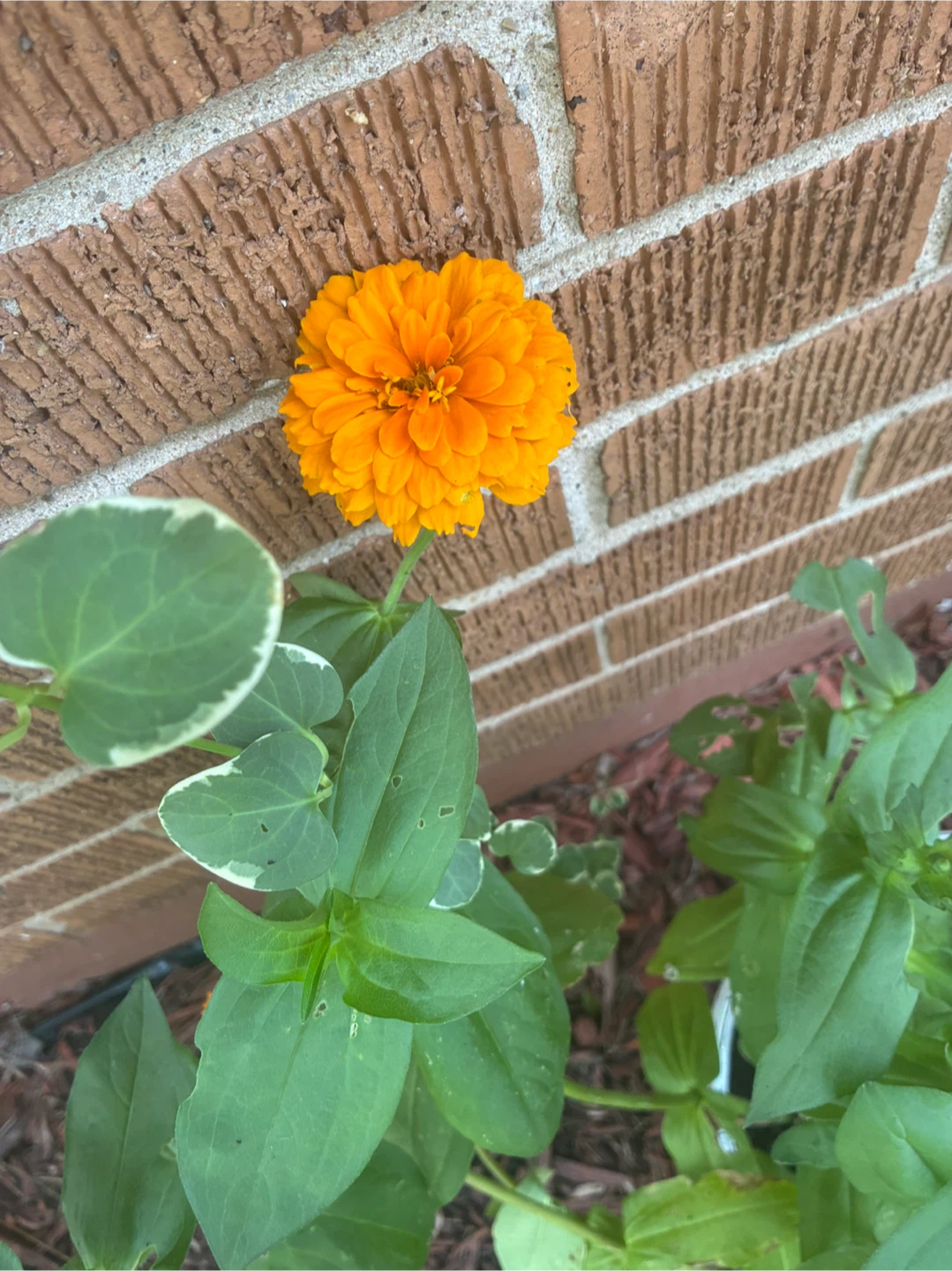 Pink and Orange Zinnias Flower Plants - photo 2