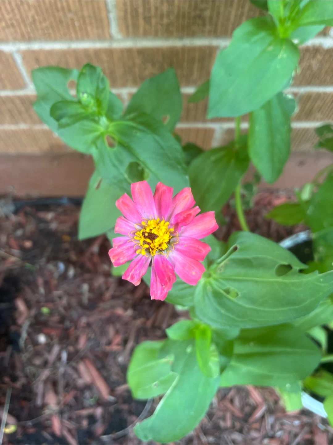Pink and Orange Zinnias Flower Plants - photo 3