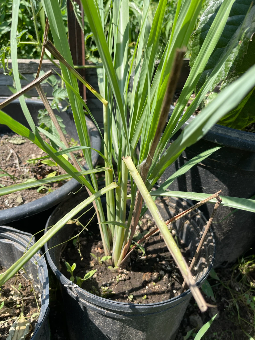 Lemongrass plant in pot