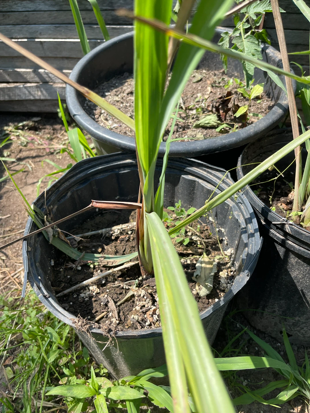 Lemongrass plant in pot - photo 2