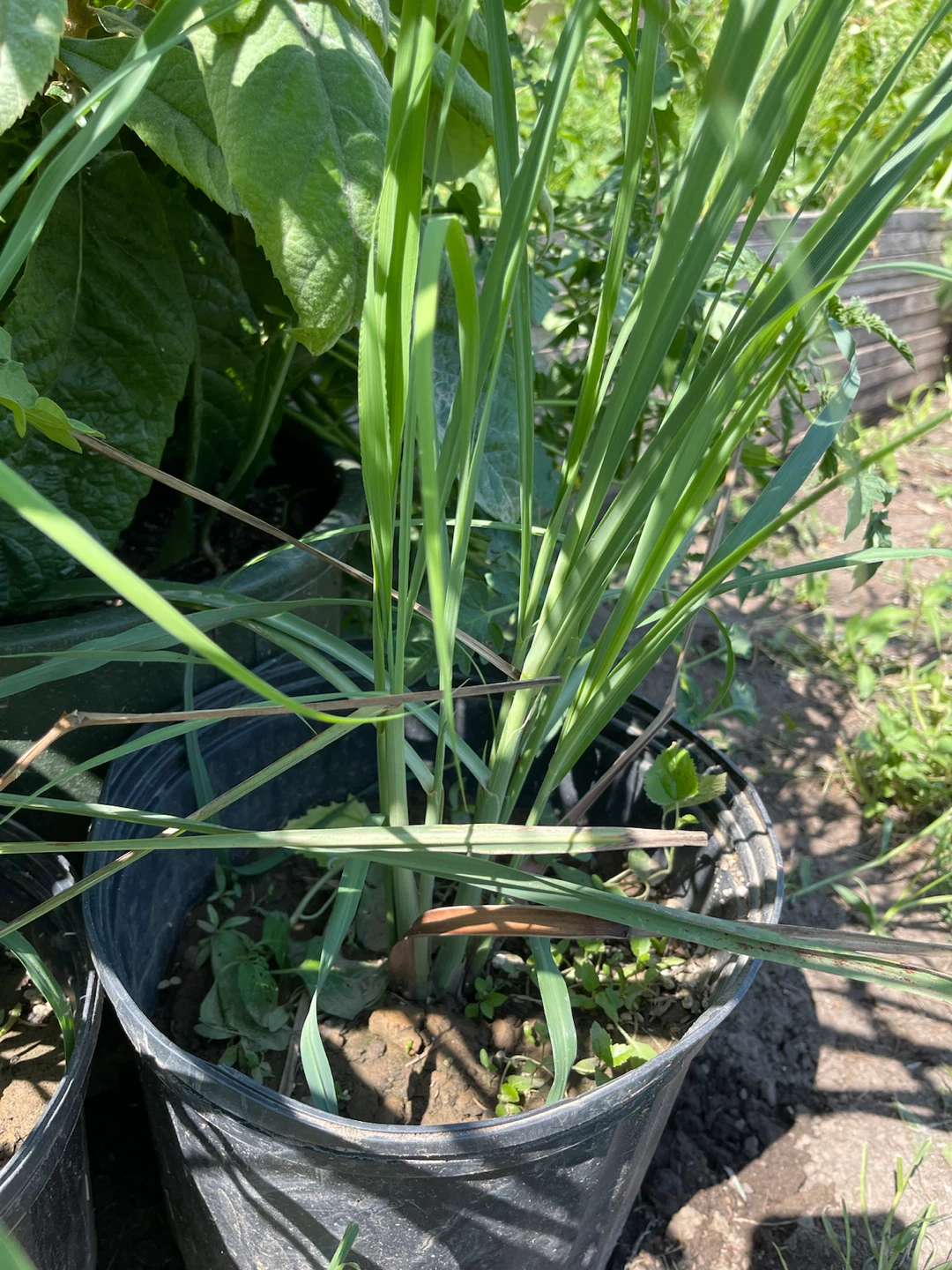 Lemongrass plant in pot - photo 3