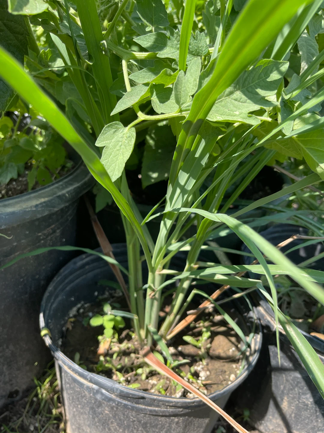 Lemongrass plant in pot - photo 4