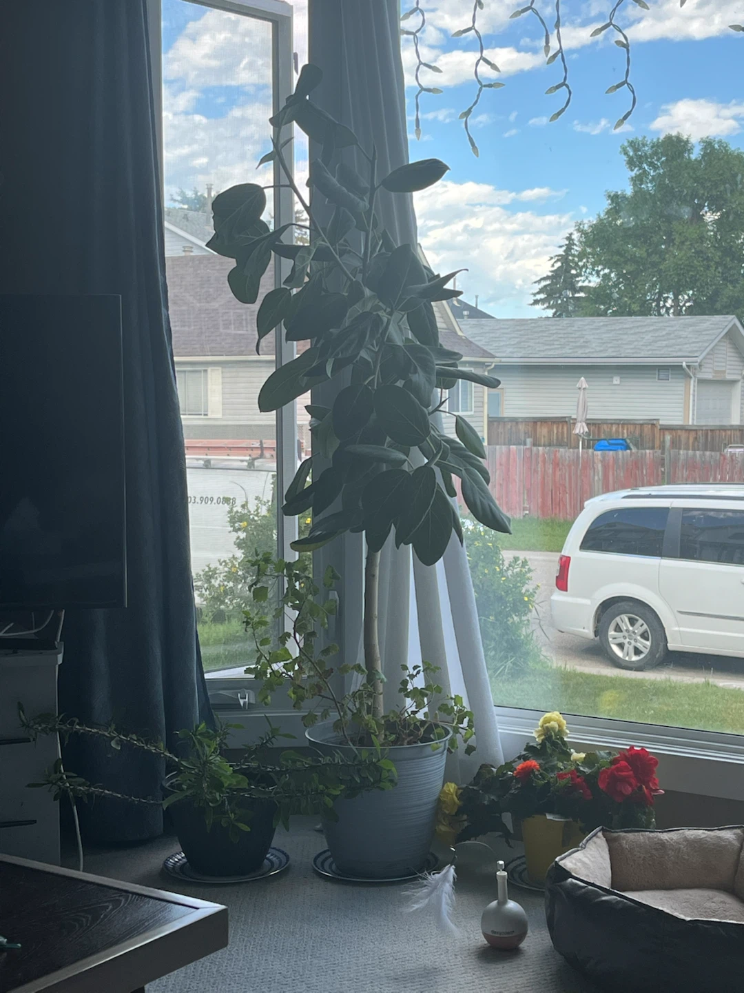 Large Fiddle Leaf Fig Plant - photo 3