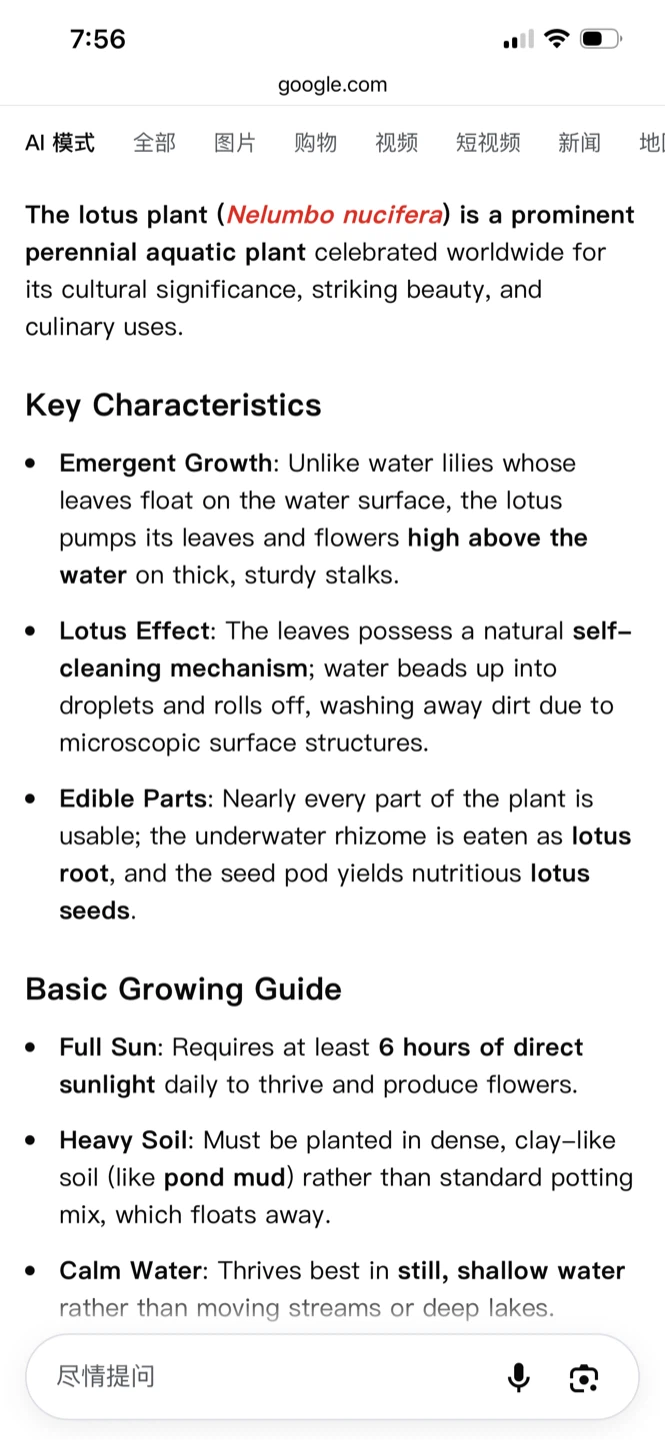 Lotus plant starter