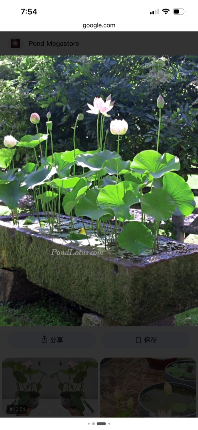 Lotus plant starter - photo 2