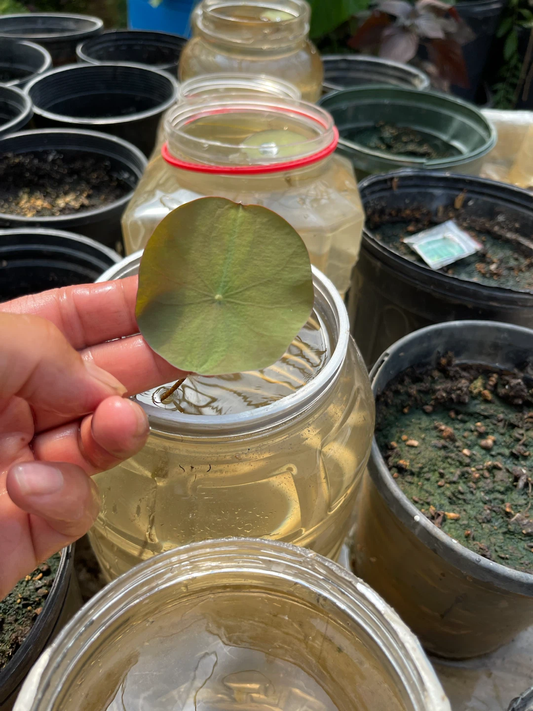 Lotus plant starter - photo 3