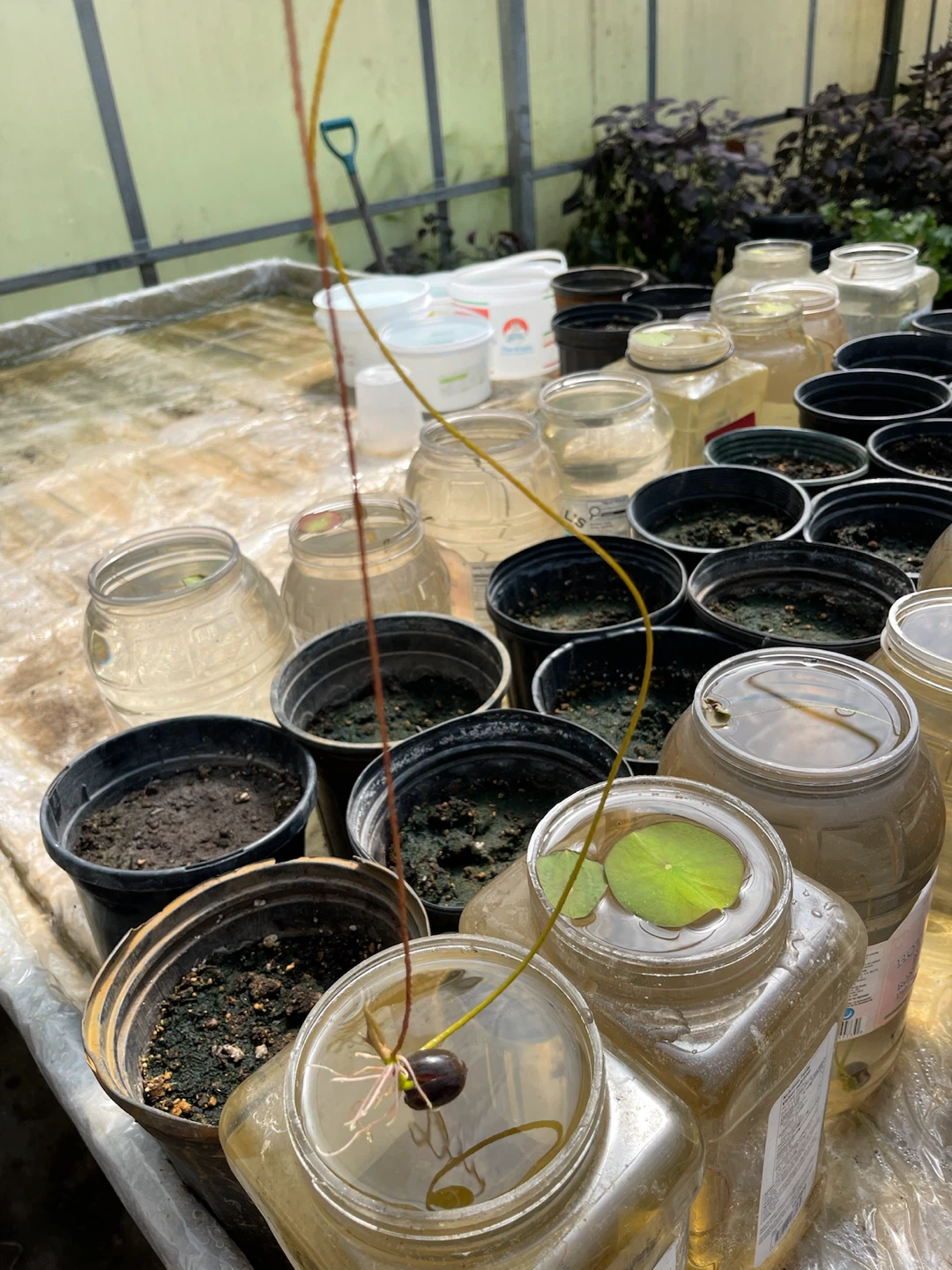 Lotus plant starter - photo 4