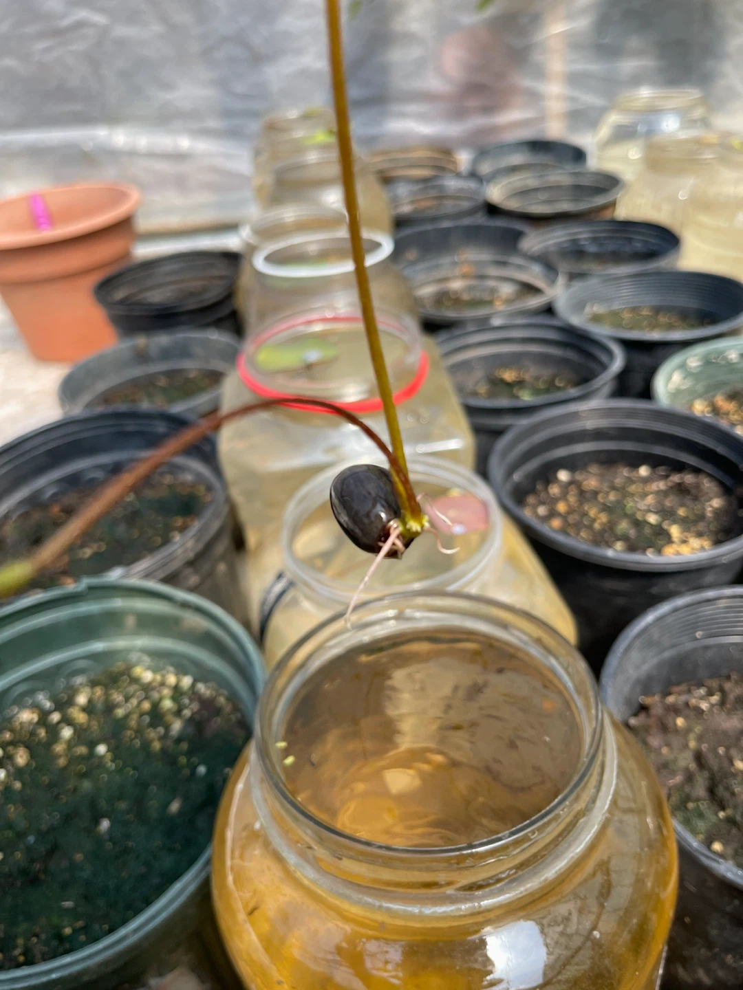 Lotus plant starter - photo 5