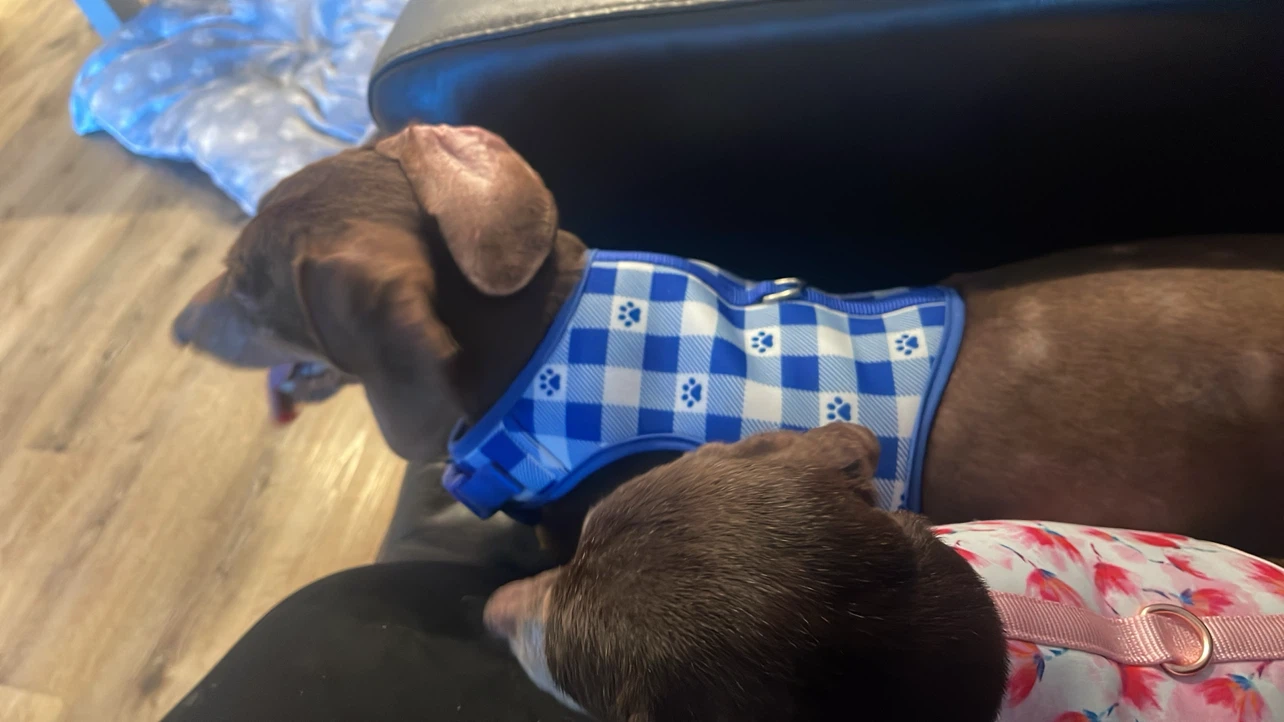 Dog Harnesses (2) - Blue Gingham & Pink Floral