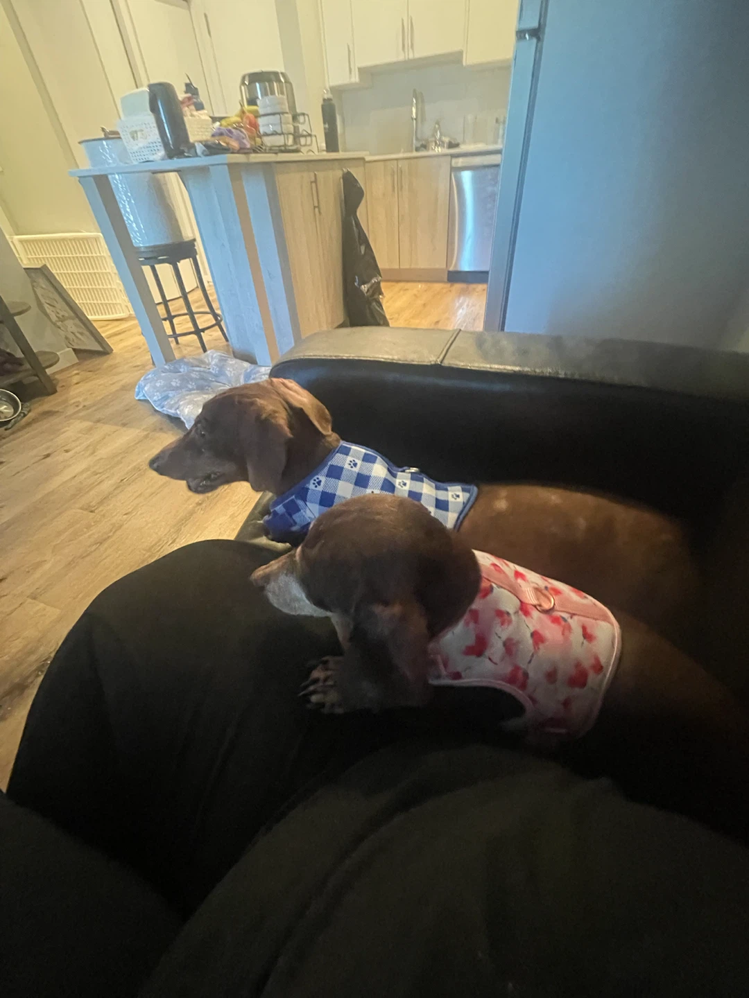 Dog Harnesses (2) - Blue Gingham & Pink Floral - photo 2