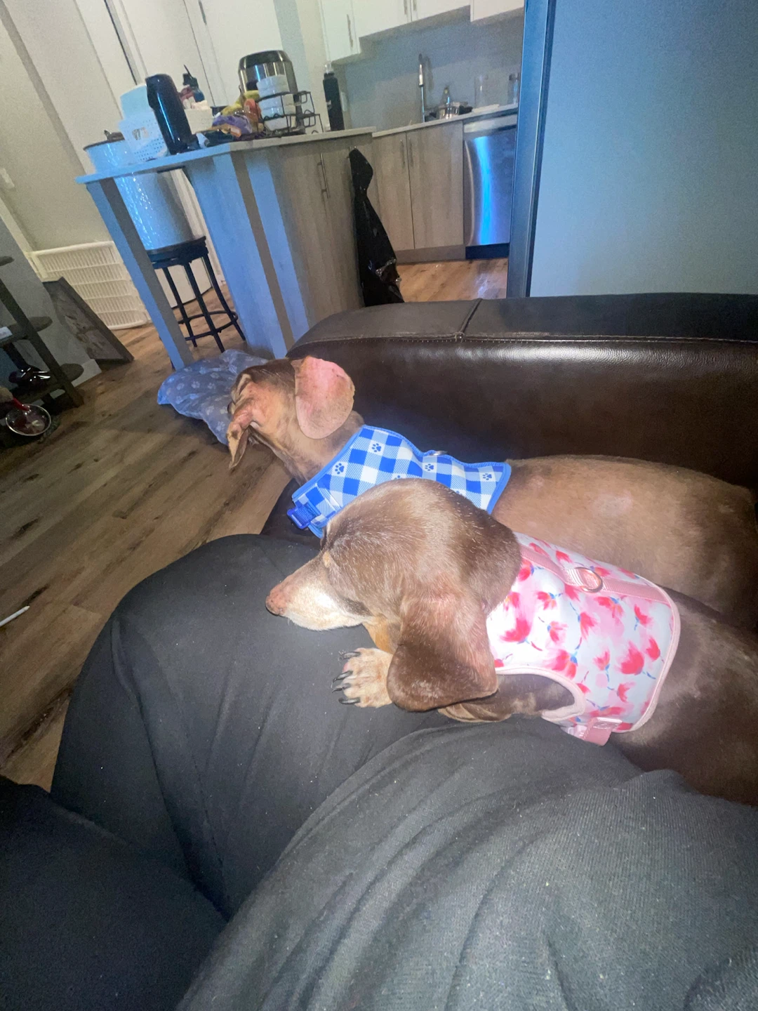 Dog Harnesses (2) - Blue Gingham & Pink Floral - photo 3
