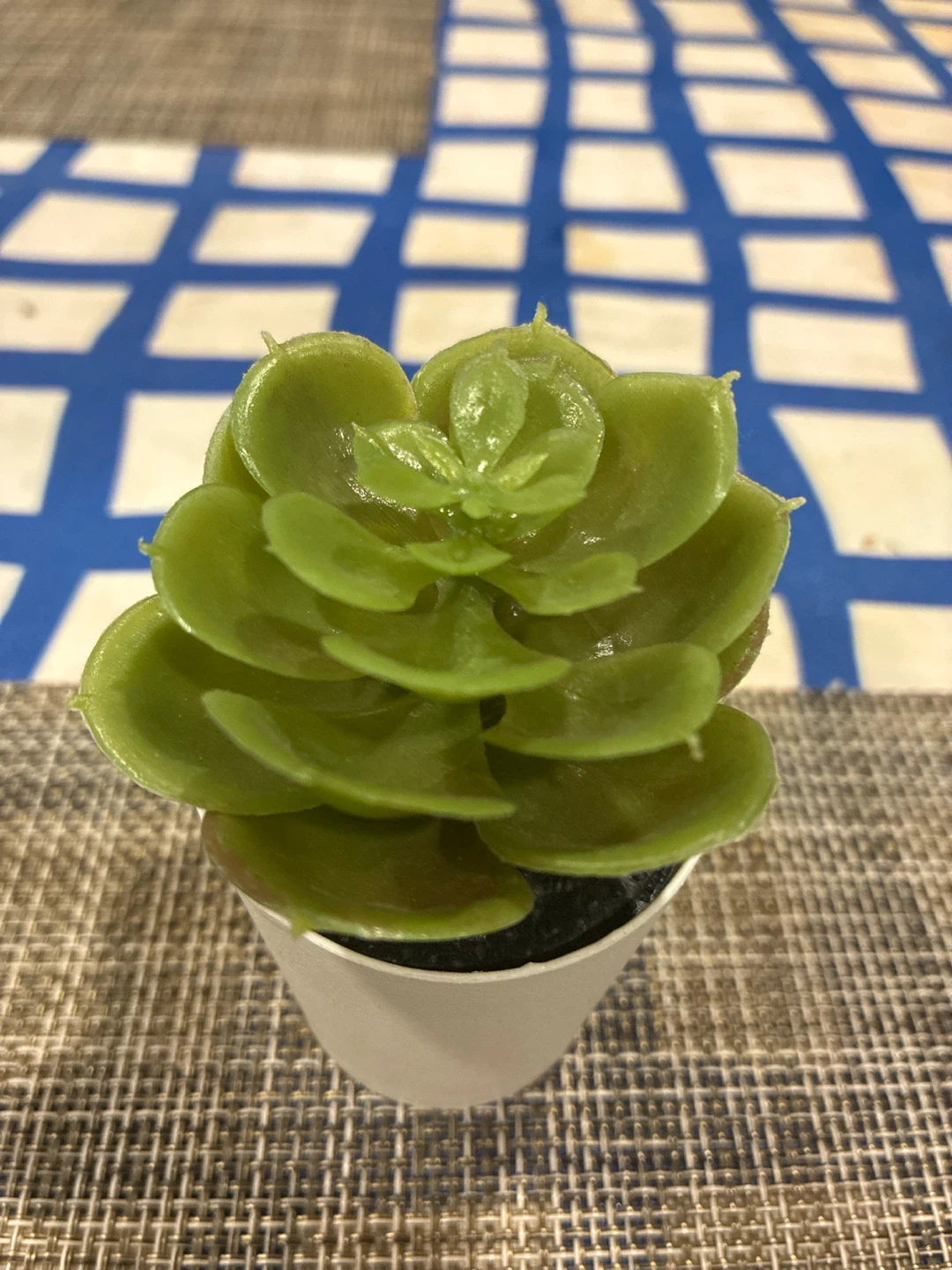 Small Green Succulent Plant in White Pot