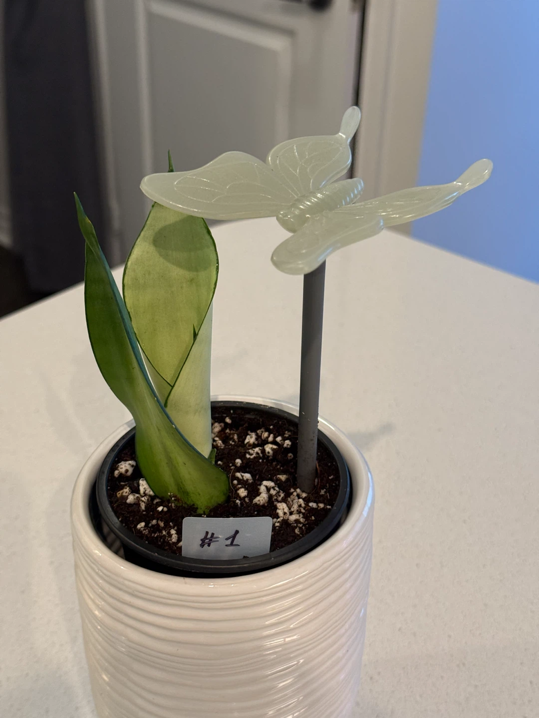 Snake Plant MOONSHINE