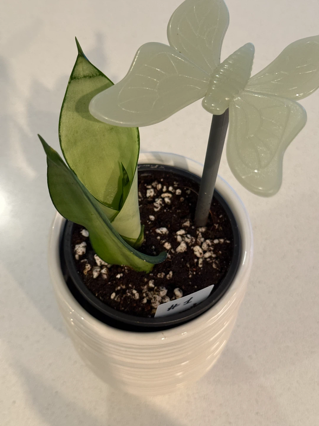 Snake Plant MOONSHINE - photo 2