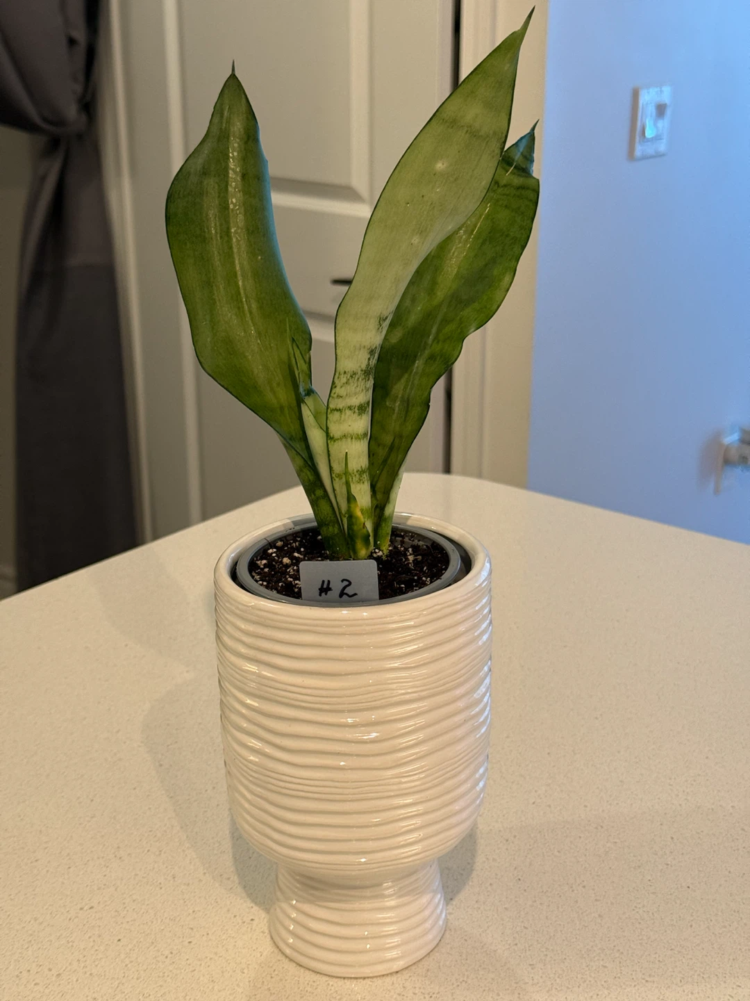 Snake Plant MOONSHINE - photo 3