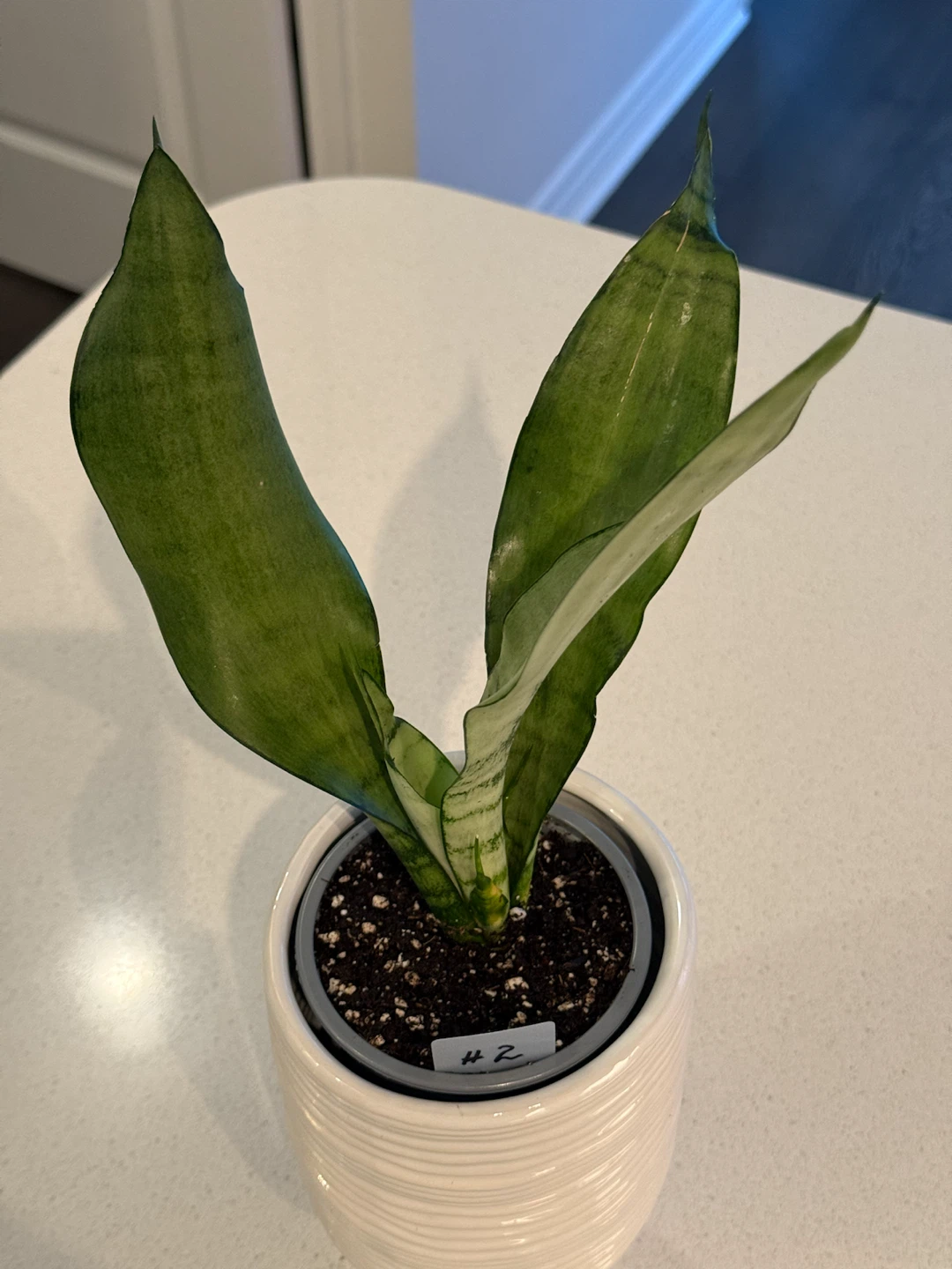 Snake Plant MOONSHINE - photo 4
