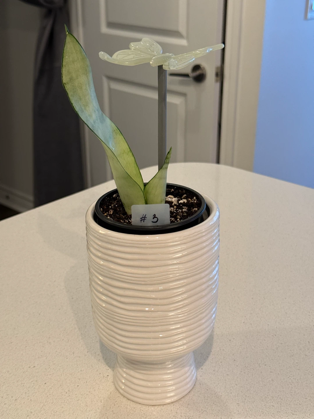 Snake Plant MOONSHINE - photo 5