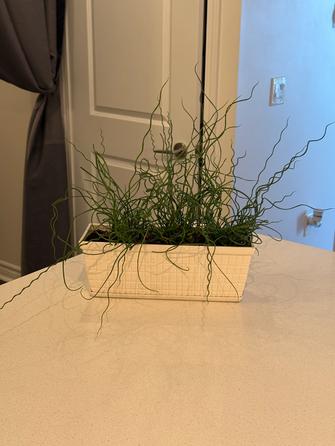 Corkscrew Rush (Juncus effusus 'Spiralis')