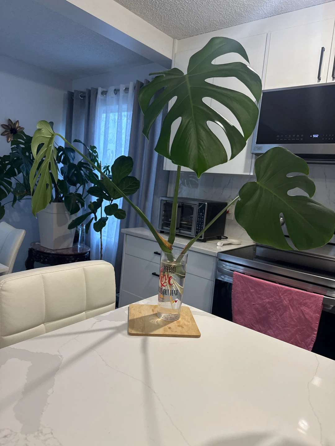 Monstera Plant Cutting in Glass