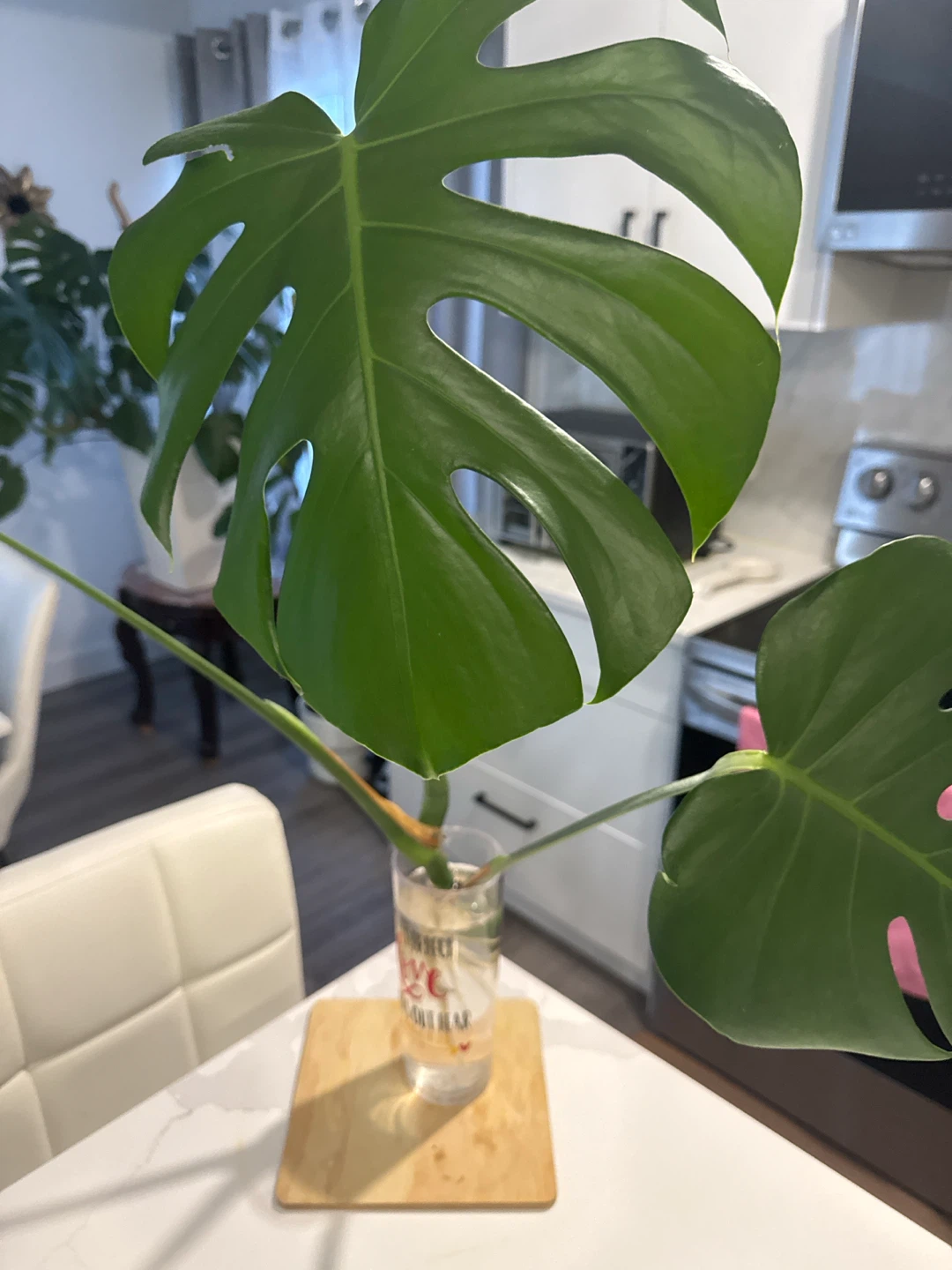Monstera Plant Cutting in Glass - photo 2