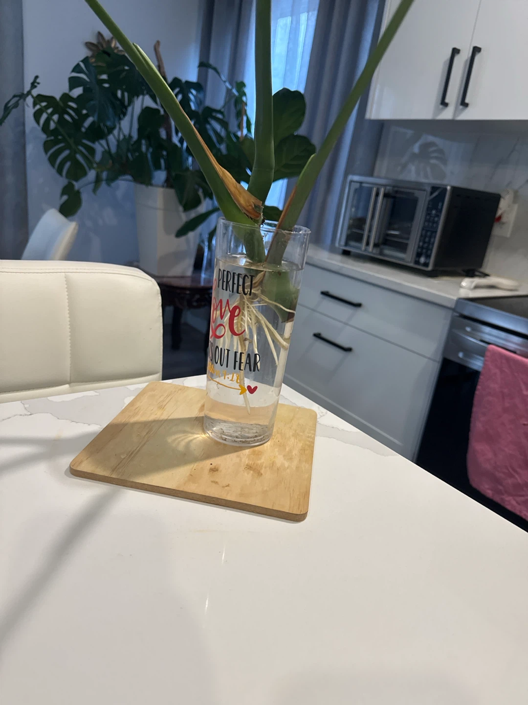 Monstera Plant Cutting in Glass - photo 3
