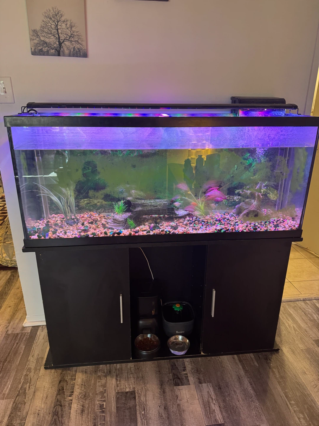 55 ‘ Aquarium with Stand