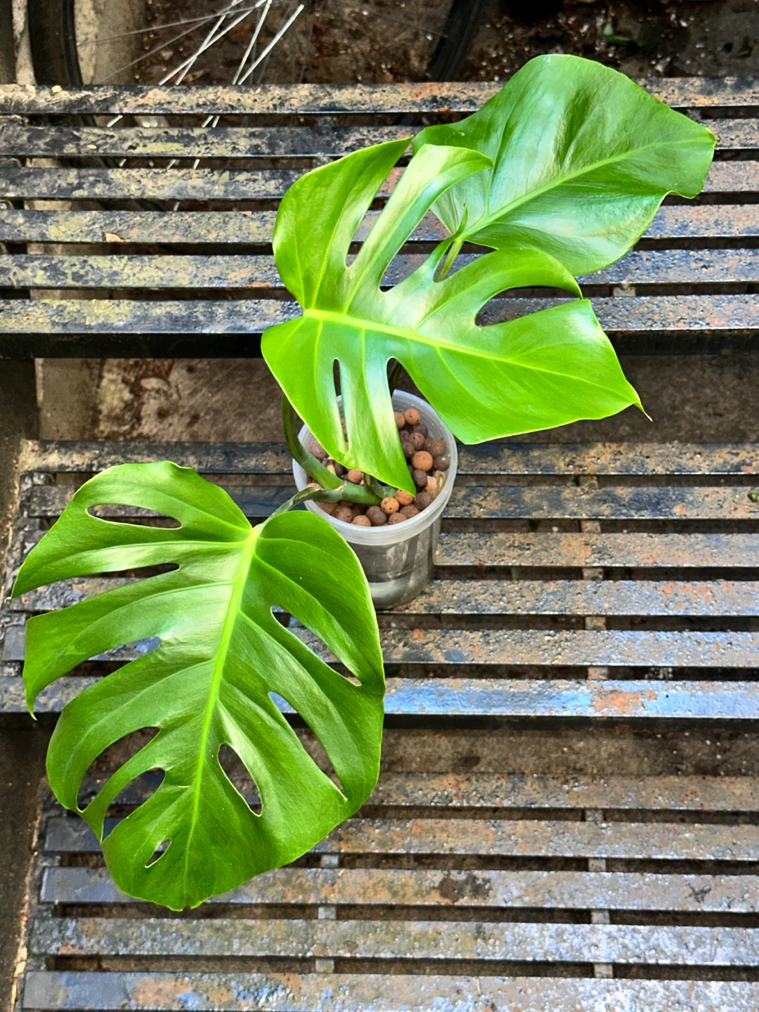Monstera Deliciosa Plant