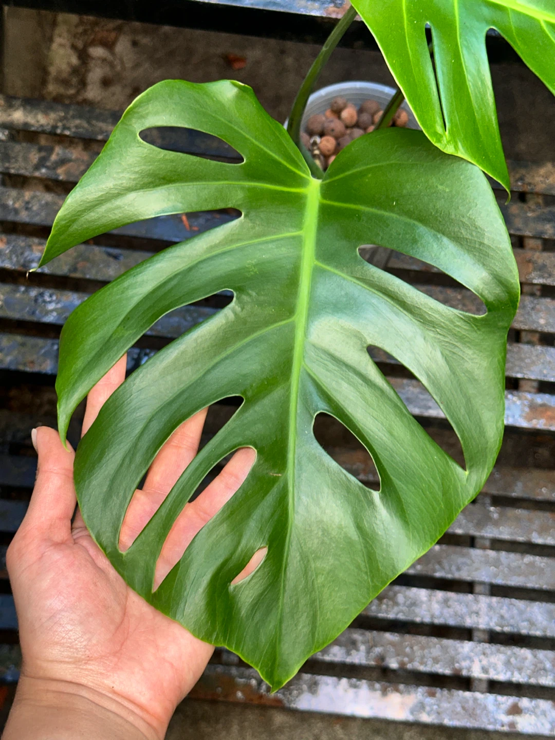 Monstera Deliciosa Plant - photo 3