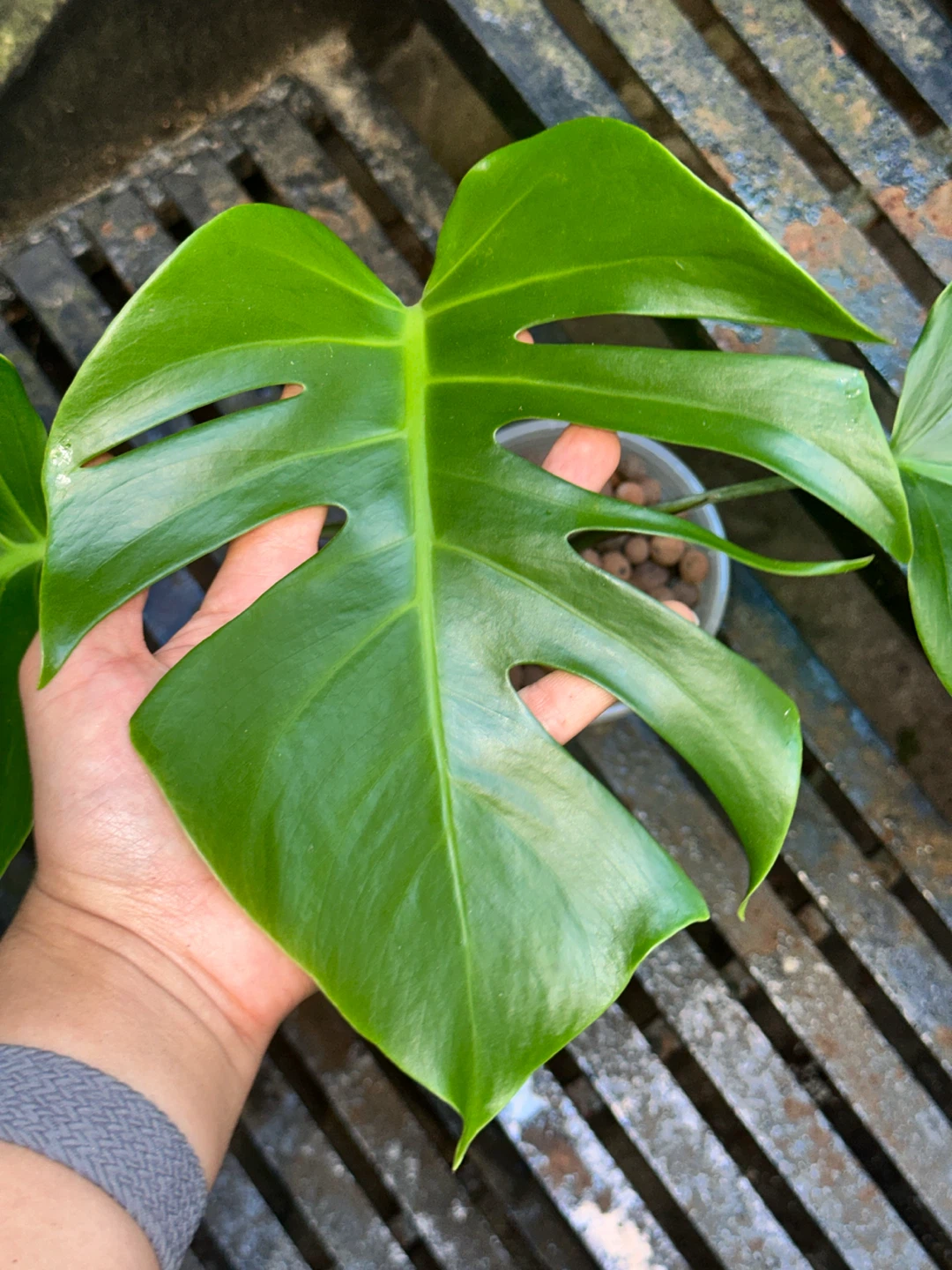 Monstera Deliciosa Plant - photo 4