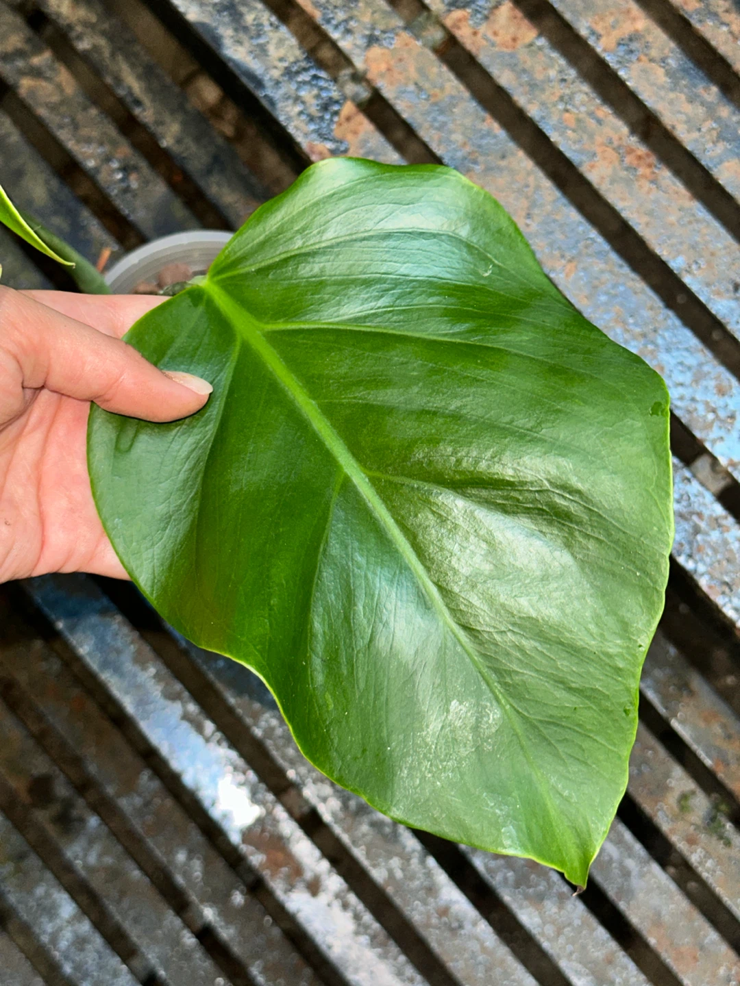 Monstera Deliciosa Plant - photo 5
