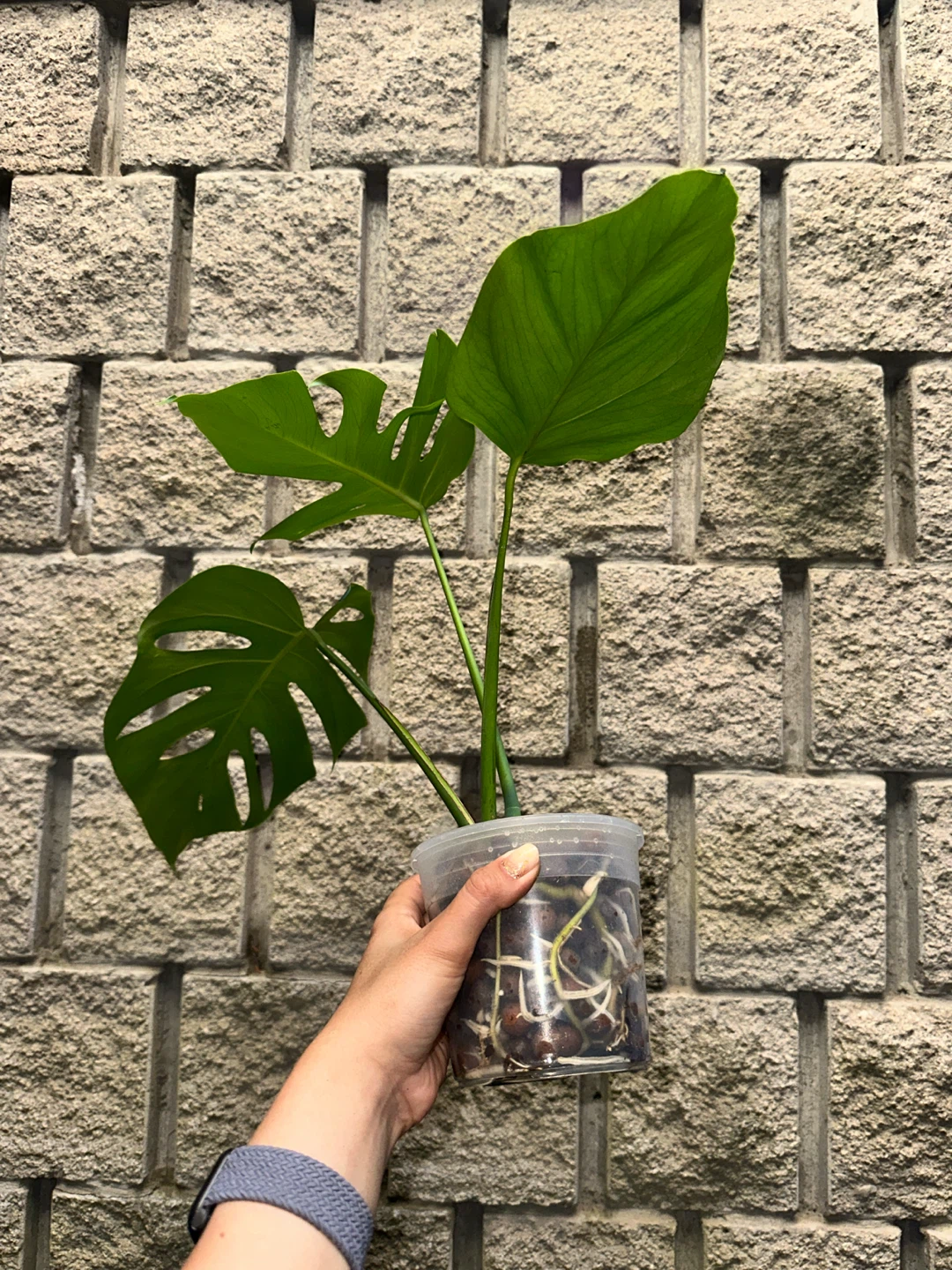 Monstera Deliciosa Plant - photo 2