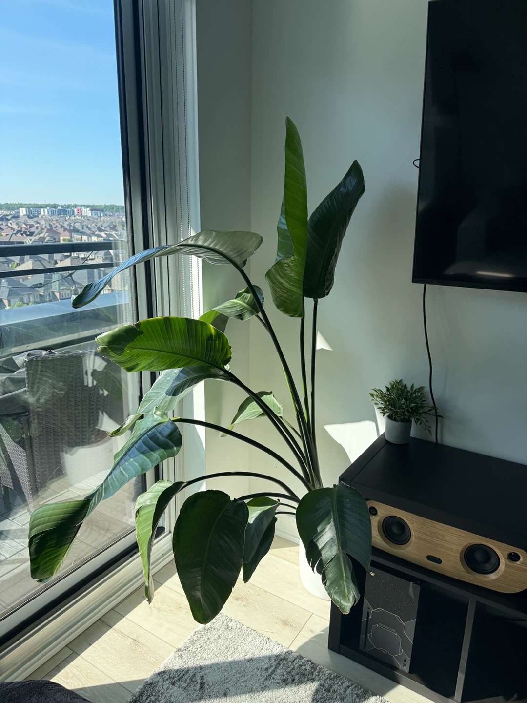Large Bird of Paradise Plant in White Pot