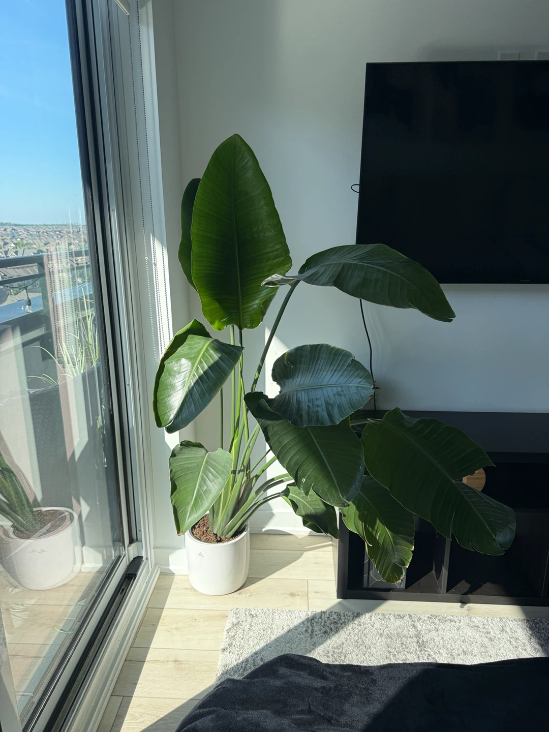 Large Bird of Paradise Plant in White Pot - photo 2