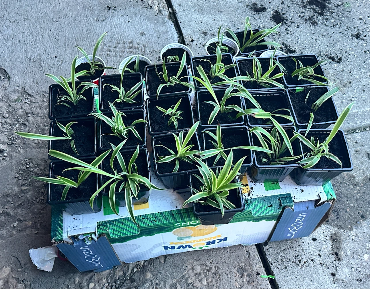 Spider Plant Babies