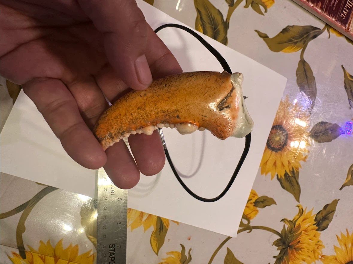 Lobster Claw Necklace - photo 5