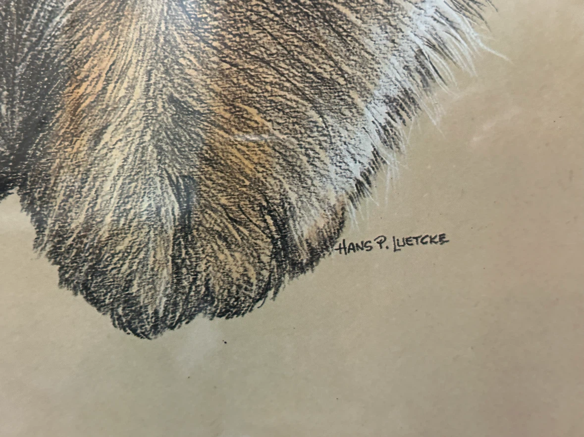 PERSIAN CAT 1976 LITHOGRAPH  PRINT by HANS P LUETCKE - photo 5