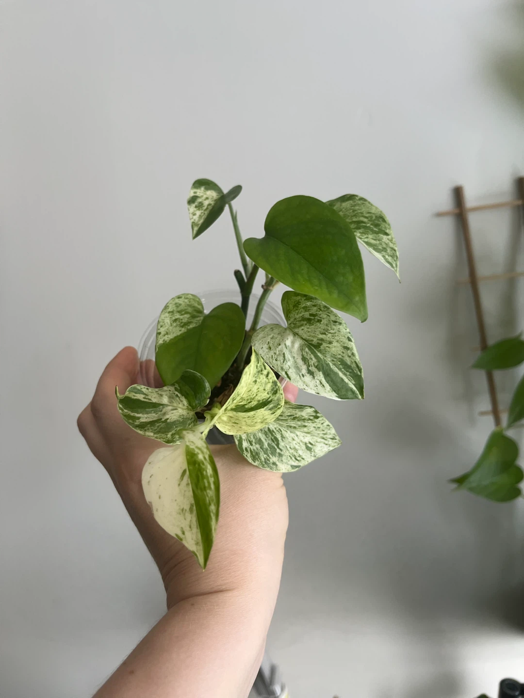 Marble Queen Pothos Plant Cutting