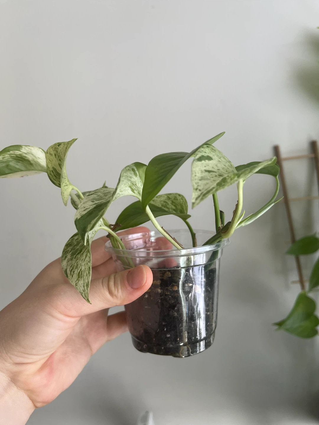Marble Queen Pothos Plant Cutting - photo 2