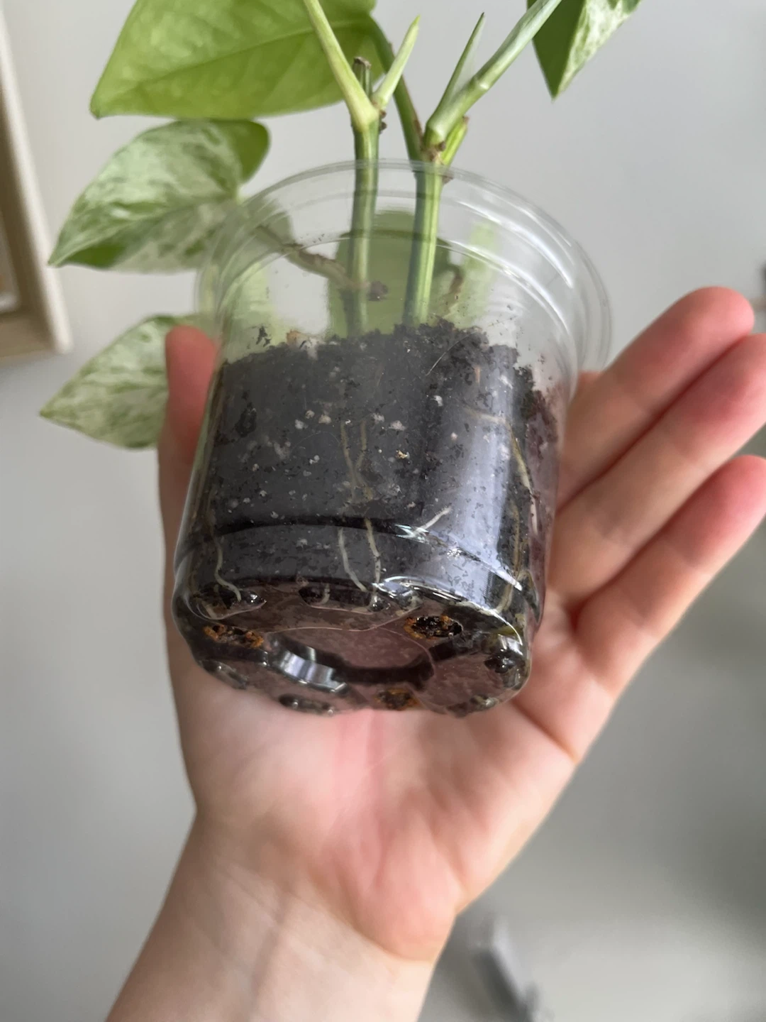 Marble Queen Pothos Plant Cutting - photo 3