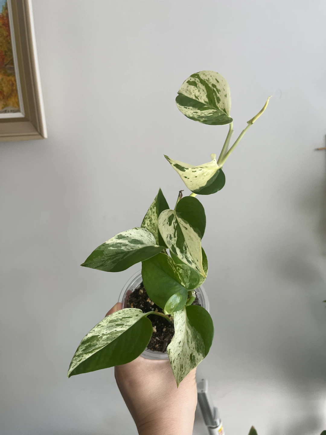 Marble Pothos Plant Cutting